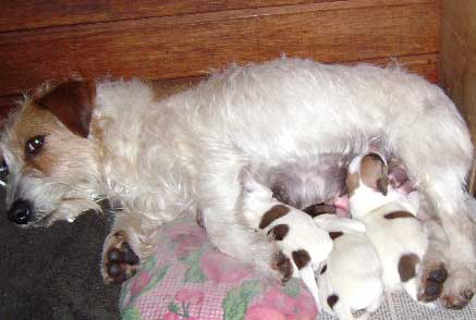 cachorros jack russel terrier uruguay