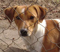 Jack Russell Terrier Pueblo Chico