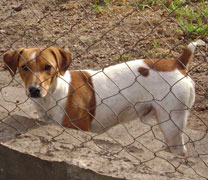 Jack Russell Terrier Pueblo Chico