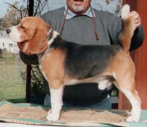 Beagle Pueblo Chico