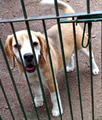 macho beagle en Uruguay
