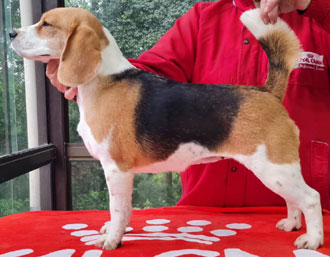 cachorros beagle en Uruguay