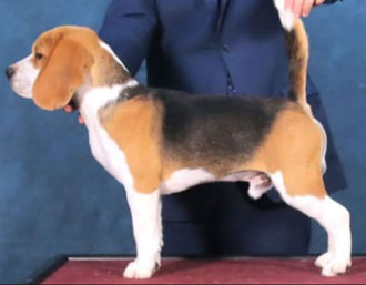 cachorros beagle en Uruguay