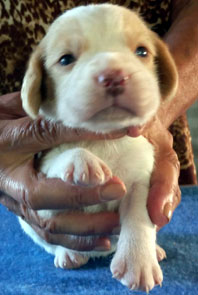 cachorros beagle a la venta