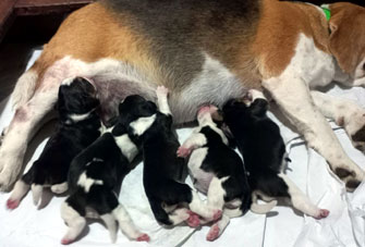 cachorros beagle uruguay