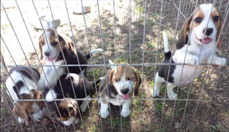 cachorros beagle uruguay