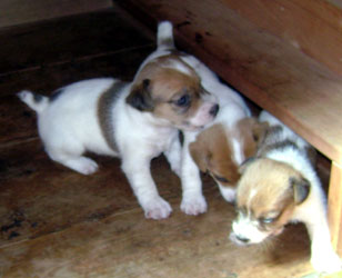 cachorros jack russel terrier uruguay