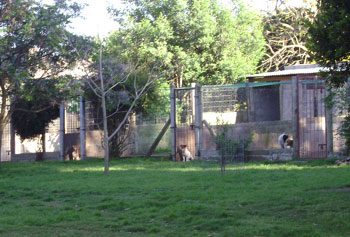 Pueblo Chico Kennel