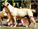 Pueblo Chico Kennel