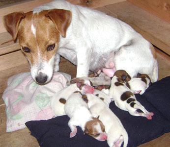 cachorros jack russel terrier uruguay