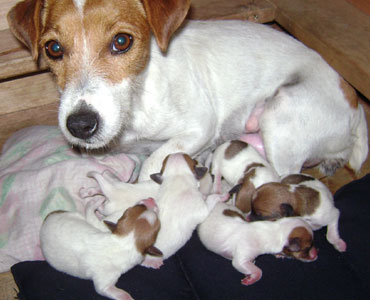 cachorros jack russel terrier uruguay