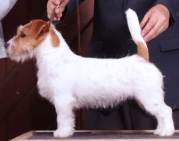 Jack Russell Terrier Pueblo Chico Uruguay