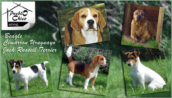 Criadero de Beagles Jack Russell Terrier y Cimarron Uruguayo Pueblo Chico