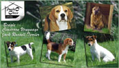 Beagles Cimarron Uruguayo Jack Russell Terrier